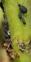 Cornfield ant - photo 2
