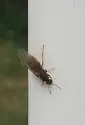 Cornfield ant - photo 3