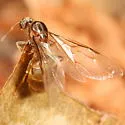 Cornfield ant - photo 4