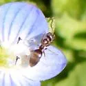 Cornfield ant - photo 5