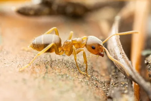 Lasius pallitarsis - Lasius pallitarsis