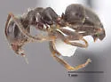 Lasius ponderosae