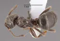 Lasius ponderosae - photo 2