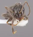 Lasius ponderosae - photo 3