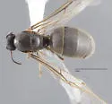 Lasius ponderosae - photo 5