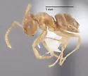 Lasius sitiens