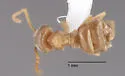 Lasius sitiens - photo 2