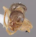 Lasius sitiens - photo 3