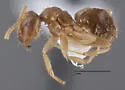 Lasius sitiens - photo 4