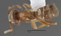 Lasius sitiens - photo 5