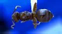 Lasius speculiventris - photo 2
