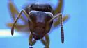 Lasius speculiventris - photo 3