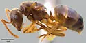 Lasius speculiventris - photo 4