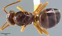 Lasius speculiventris - photo 5