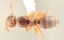 Lasius subglaber - photo 2