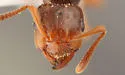 Lasius subglaber - photo 3
