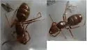Lasius subumbratus