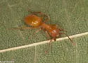 Lasius subumbratus - photo 2