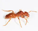 Lasius subumbratus - photo 3