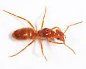 Lasius subumbratus - photo 4
