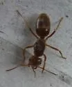 Lasius subumbratus - photo 5