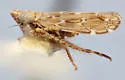 Latalus histrionicus