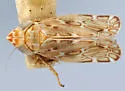 Latalus histrionicus - photo 2