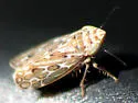 Latalus personatus