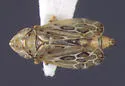 Latalus personatus - photo 2