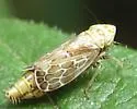 Latalus personatus - photo 3
