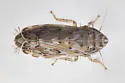 Latalus personatus - photo 4