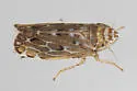 Latalus personatus - photo 5