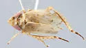 Latalus remotus - photo 2
