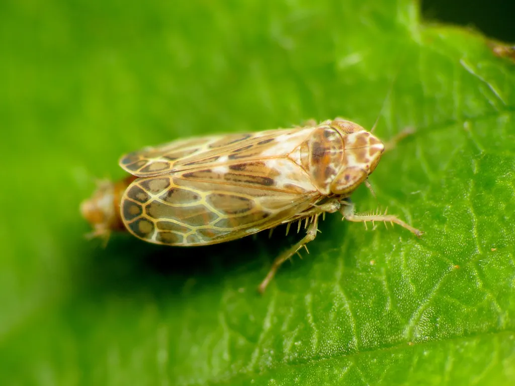 Say's Leafhopper - photo 2