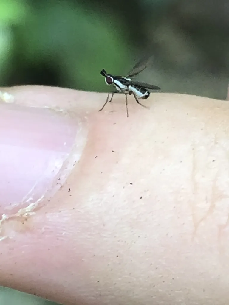 Latheticomyia peruana - photo 2