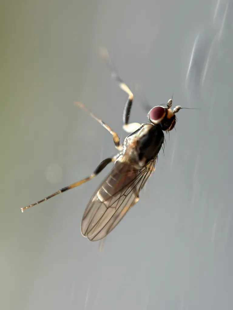 Latheticomyia tricolor - photo 3