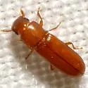 Longheaded Flour Beetle - photo 2
