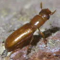 Longheaded Flour Beetle - photo 4
