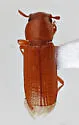 Longheaded Flour Beetle - photo 5