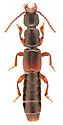 Lathrobium armatum