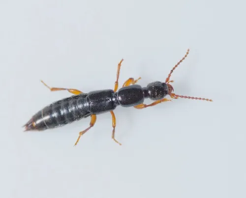 Lathrobium brunnipes