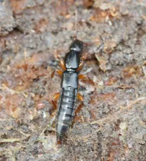 Lathrobium brunnipes - photo 2