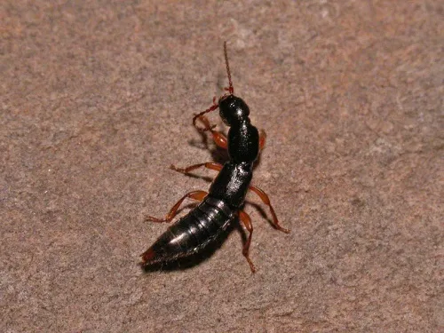Lathrobium brunnipes - photo 3