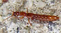 Lathrobium debile - photo 2