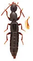 Lathrobium fauveli - photo 4