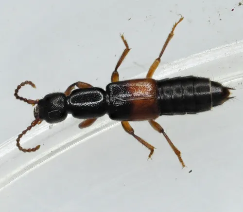 Lathrobium fulvipenne