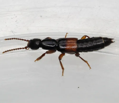 Lathrobium fulvipenne - photo 2