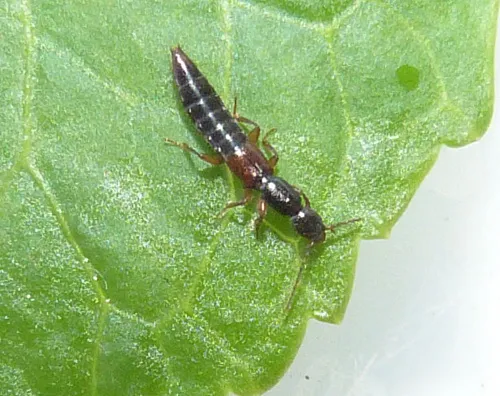 Lathrobium fulvipenne - photo 3