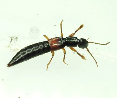 Lathrobium geminum