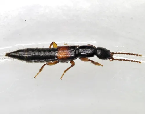 Lathrobium geminum - photo 2